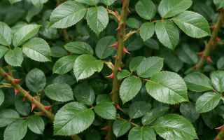 dlaczego róże nie kwitną