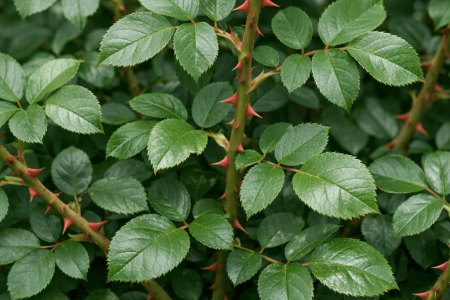 dlaczego róże nie kwitną