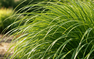 dlaczego rozplenica nie kwitnie