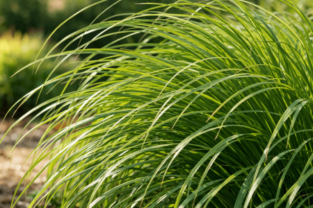 dlaczego rozplenica nie kwitnie