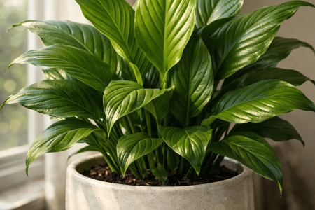 dlaczego skrzydłokwiat nie kwitnie