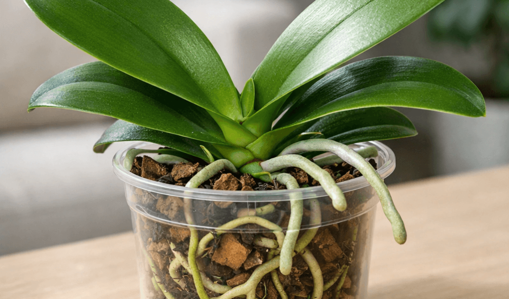 dlaczego storczyk nie kwitnie