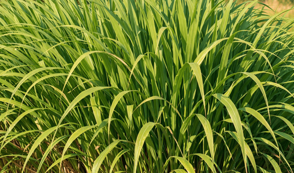 dlaczego trawa pampasowa nie kwitnie