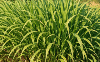 dlaczego trawa pampasowa nie kwitnie