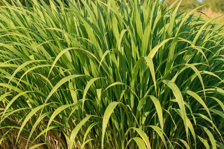 dlaczego trawa pampasowa nie kwitnie