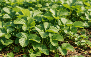 dlaczego truskawka nie kwitnie