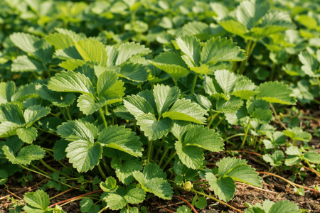 dlaczego truskawka nie kwitnie