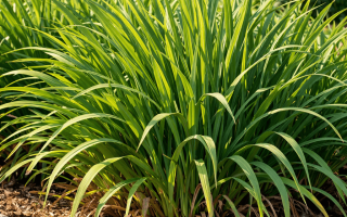 dlaczego trytoma nie kwitnie