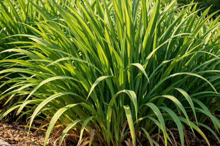 dlaczego trytoma nie kwitnie