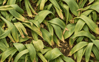 dlaczego tulipany nie kwitną