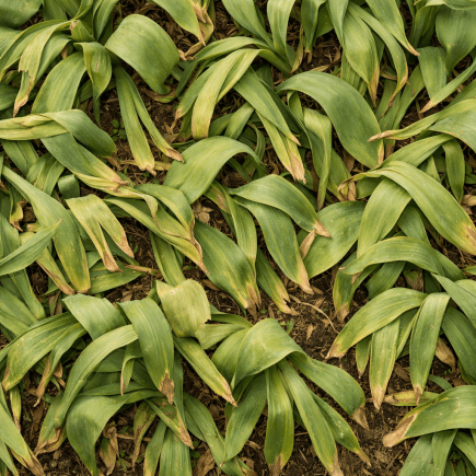 dlaczego tulipany nie kwitną