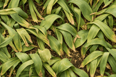 dlaczego tulipany nie kwitną