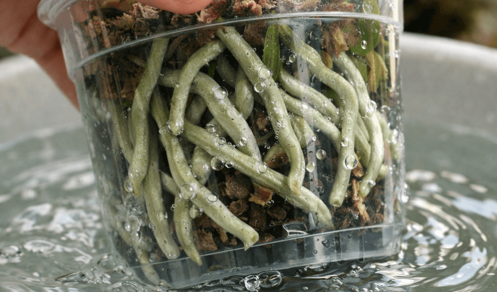 jak podlewać storczyka