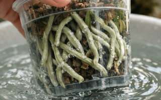 jak podlewać storczyka