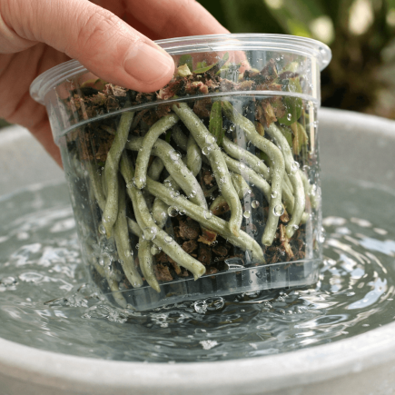 jak podlewać storczyka