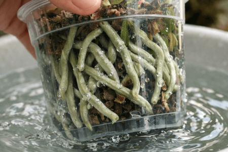 jak podlewać storczyka