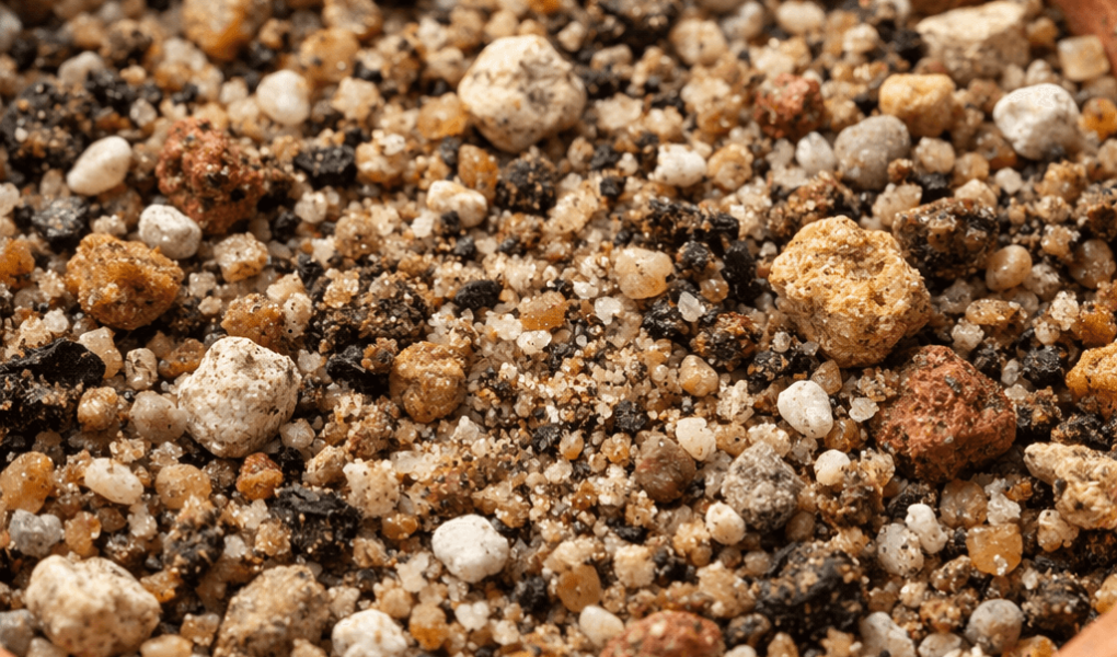 jaka ziemia do aloesu