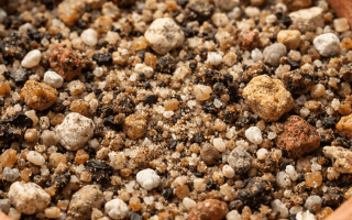 jaka ziemia do aloesu