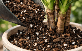 jaka ziemia do draceny