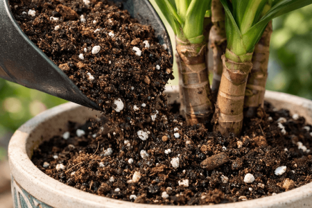 jaka ziemia do draceny