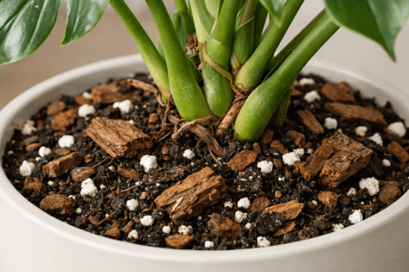 jaka ziemia do filodendrona