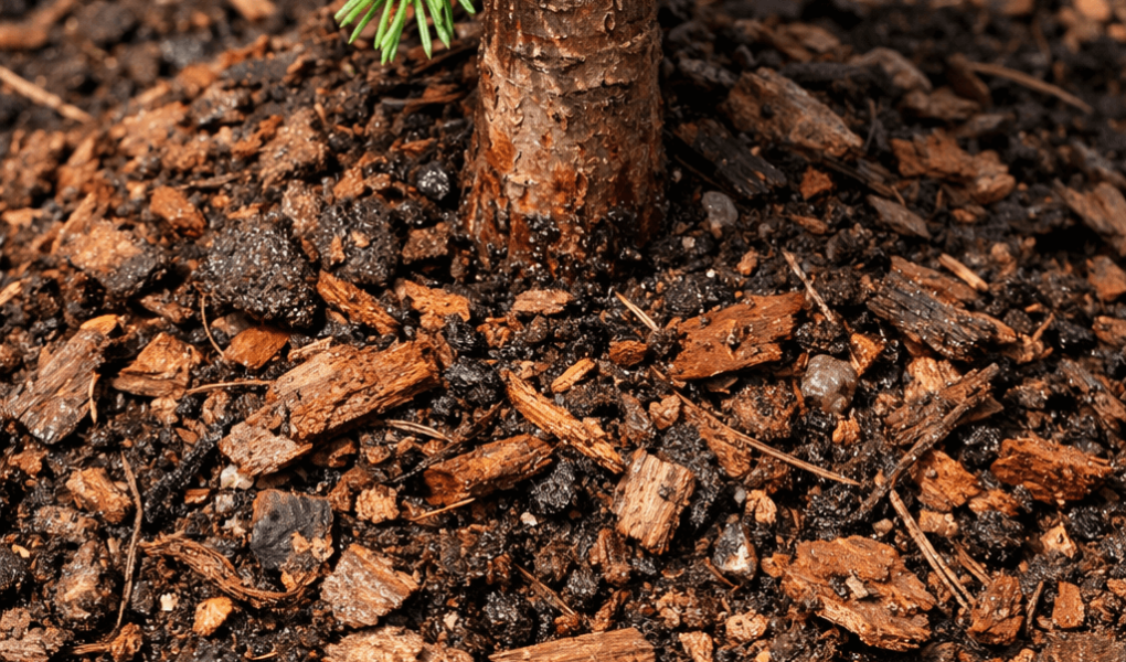 jaka ziemia do iglaków