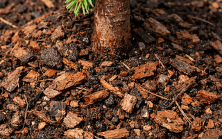 jaka ziemia do iglaków