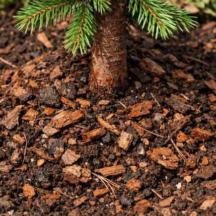 jaka ziemia do iglaków