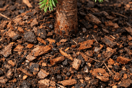 jaka ziemia do iglaków