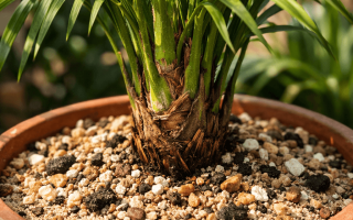 jaka ziemia do palmy