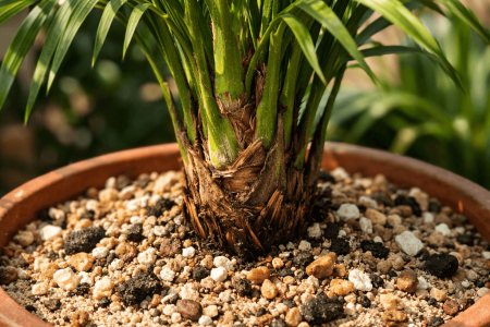 jaka ziemia do palmy