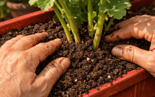 jaka ziemia do pelargonii
