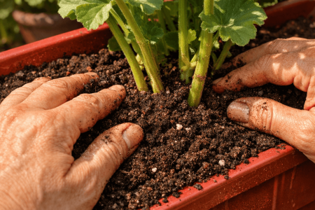 jaka ziemia do pelargonii