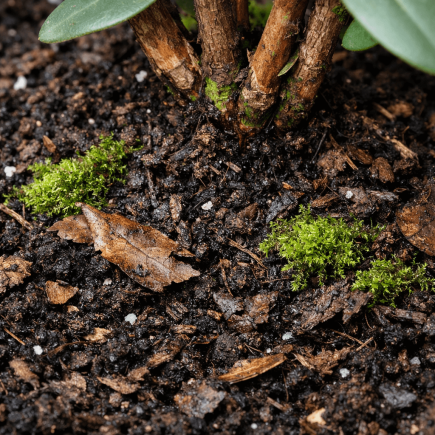 jaka ziemia do rododendronów