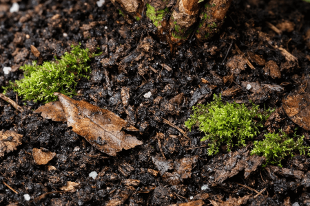 jaka ziemia do rododendronów