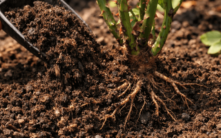 jaka ziemia do róż