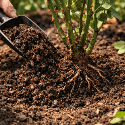 jaka ziemia do róż