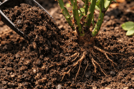 jaka ziemia do róż