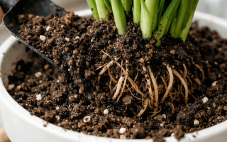 jaka ziemia do skrzydłokwiatu