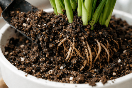 jaka ziemia do skrzydłokwiatu