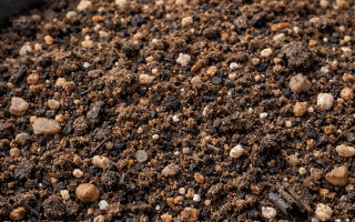 jaka ziemia do traw ozdobnych