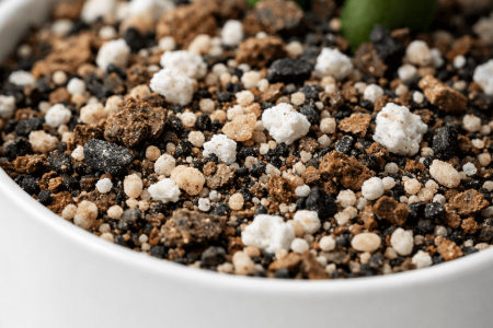 jaka ziemia do zamiokulkasa