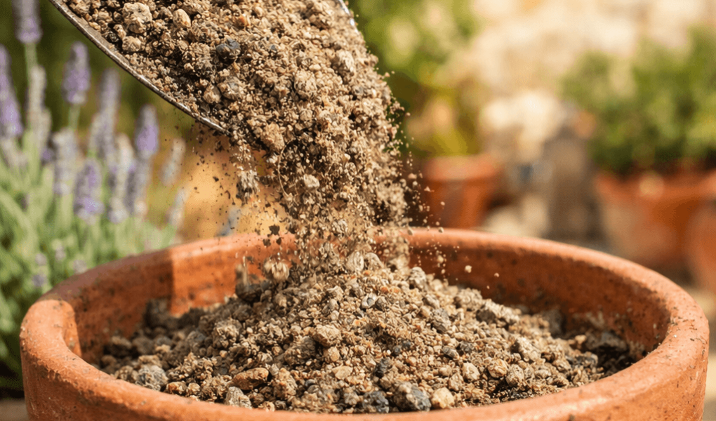 jaką ziemię do lawendy