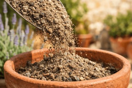 jaką ziemię do lawendy