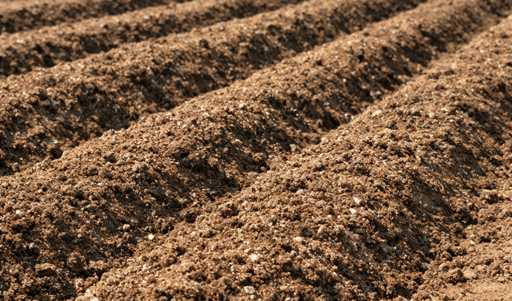 jaka ziemie do truskawek