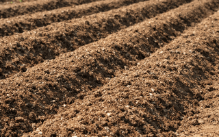 jaka ziemie do truskawek