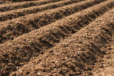 jaka ziemie do truskawek